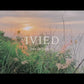Ivied